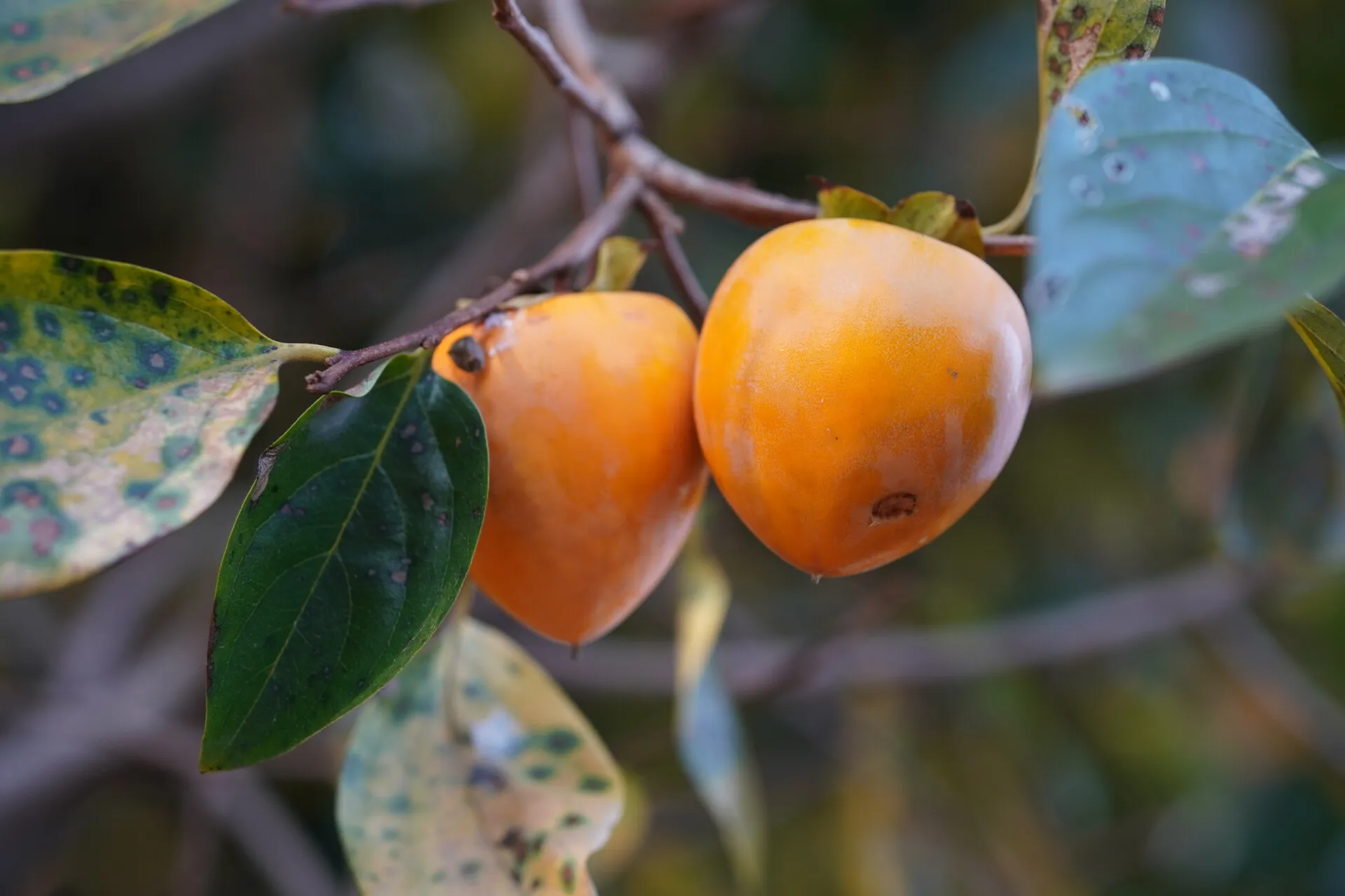 植物园温室内部