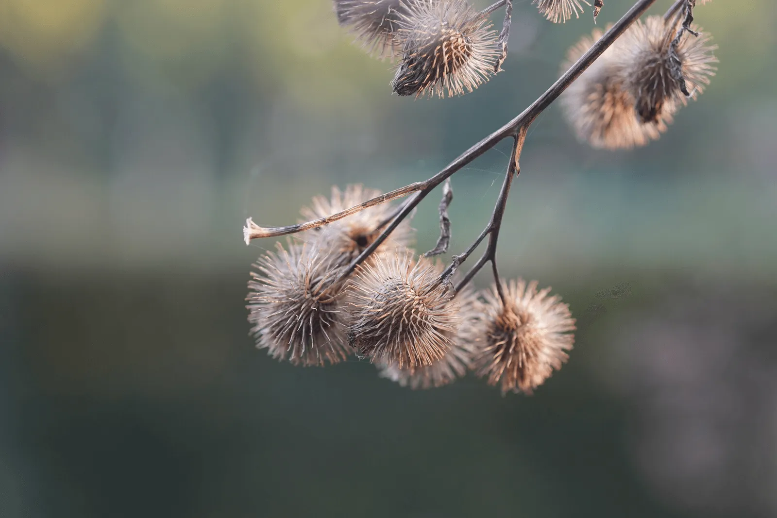 Unique Plant Specimen