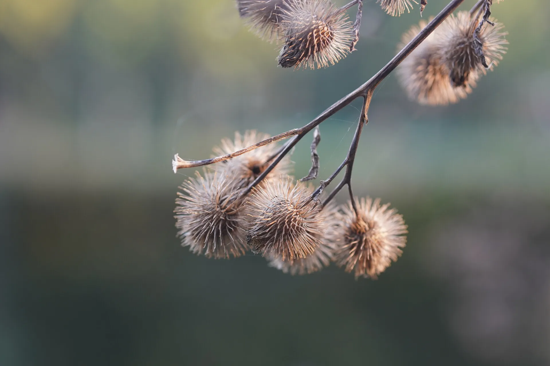 独特的植物样本