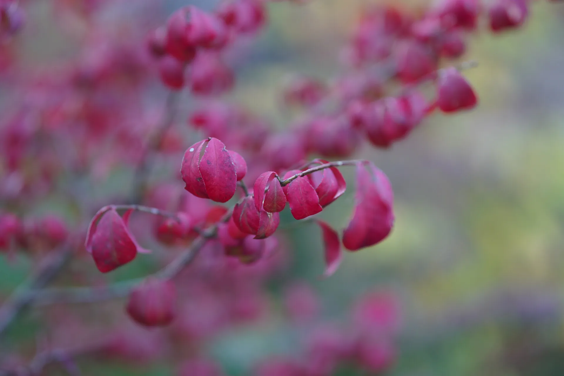 秋日的阳光散落