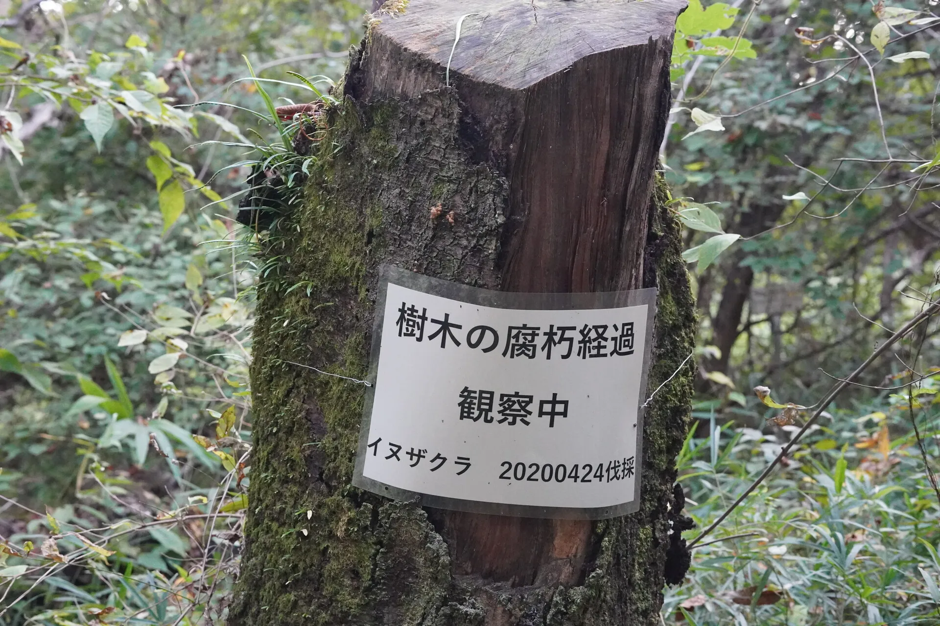 广阔的植物园全景