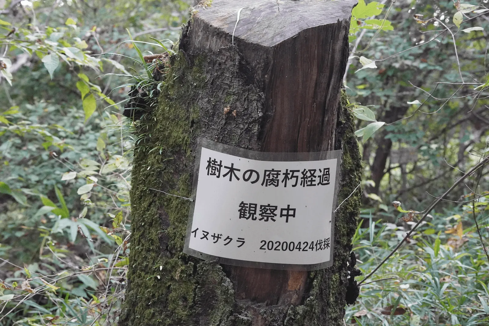 广阔的植物园全景